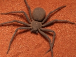 Six Eyed Sand Spider