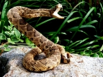 Popular Rattlesnake