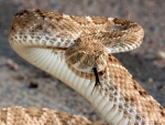 Western Diamondback Rattlesnake