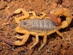Brazilian Yellow Scorpion