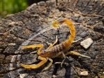 Brazilian Yellow Scorpion