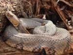 Timber Rattlesnake