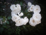 White roses