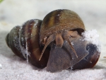 Freshwater Snail