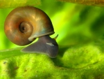 Freshwater Snail