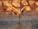 sandhill crane