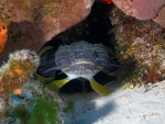 Splendid Toadfish