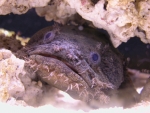 Oyster Toadfish