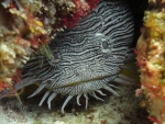 Splendid Toadfish