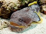 Splendid Toadfish