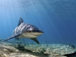Bull Shark