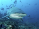 Bull Shark