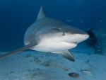Bull Shark