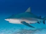Bull Shark