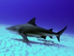 Bull Shark