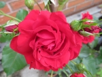 Home Grown Red Rose