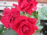 Red Roses