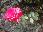 Red rose