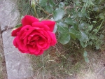Red rose