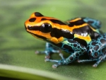 Poison Dart Frog