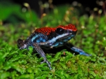 Poison Dart Frog