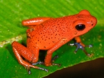 Poison Strawberry Dart Frog