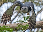 Harpy Eagle