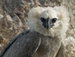 Harpy Eagle