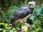 Harpy Eagle