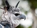Harpy Eagle