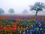 Burnet County Texas Bluebonnets and Live Oak Trees In Texas