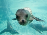 Sea Lion