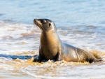 Sea Lion