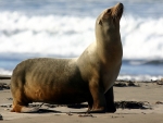 Sea Lion