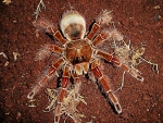 Goliath Bird Eating Spider