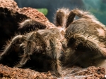 Goliath Bird Eating Spider