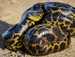 Anaconda