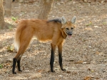maned wolf