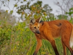 maned wolf