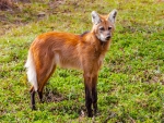 maned wolf