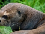 Giant Otter