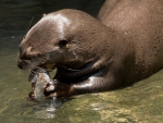 Giant Otter