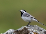 Wagtail