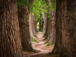 Pathway Through a Forest