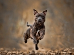 Staffordshire Bull Terrier
