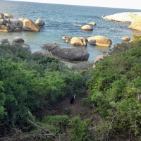 African penguin (Spheniscus demersus)