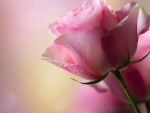 Pink Rose