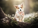 Welsh Corgi