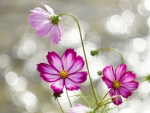 Cosmos Flowers