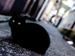 â¤ Black cat in street â¤